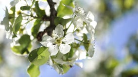 Ανθίζοντας λουλούδια ενός δέντρου αχλαδιών κοντά επάνω αναδρομικά φωτισμένου από τον ήλιο πρωινού άνοιξη στο υπόβαθρο μπλε ουρανο φιλμ μικρού μήκους Ανθίζοντας λουλούδια ενός δέντρου αχλαδιών κοντά επάνω αναδρομικά φωτισμένου από τον ήλιο πρωινού άνοιξη στο υπόβαθρο μπλε ουρανο φιλμ μικρού μήκους