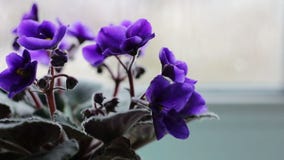 Ανθίζοντας λουλούδια σε ένα δοχείο στο windowsill στο βροχερό καιρό απόθεμα βίντεο Ανθίζοντας λουλούδια σε ένα δοχείο στο windowsill στο βροχερό καιρό απόθεμα βίντεο