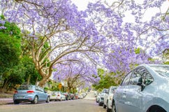 Ανθίζοντας πορφυρά δέντρα Jacaranda λουλουδιών σε McDougall ST, Kirribilli στην εποχή άνοιξης στοκ φωτογραφία με δικαίωμα ελεύθερης χρήσης Ανθίζοντας πορφυρά δέντρα Jacaranda λουλουδιών σε McDougall ST, Kirribilli στην εποχή άνοιξης στοκ φωτογραφία με δικαίωμα ελεύθερης χρήσης