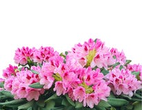 Ανθίζοντας ρόδινα λουλούδια αζαλεών ή rhododendron που απομονώνονται στο άσπρο β στοκ φωτογραφία με δικαίωμα ελεύθερης χρήσης Ανθίζοντας ρόδινα λουλούδια αζαλεών ή rhododendron που απομονώνονται στο άσπρο β στοκ φωτογραφία με δικαίωμα ελεύθερης χρήσης