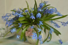 Ανθοδέσμη των μπλε snowdrops στο βάζο στοκ εικόνες με δικαίωμα ελεύθερης χρήσης Ανθοδέσμη των μπλε snowdrops στο βάζο στοκ εικόνες με δικαίωμα ελεύθερης χρήσης