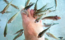 Ανθρώπινα πόδια fish spa στο ενυδρείο Ψάρια γιατρών στο γυαλί fishtank Διαδικασία pedicure της Νότιας Ασίας στοκ φωτογραφία Ανθρώπινα πόδια fish spa στο ενυδρείο Ψάρια γιατρών στο γυαλί fishtank Διαδικασία pedicure της Νότιας Ασίας στοκ φωτογραφία