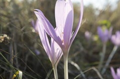 Ανοικτό βιολετί πορφυρά λουλούδια Colchicum autumnale, κρόκος φθινοπώρου στοκ φωτογραφία Ανοικτό βιολετί πορφυρά λουλούδια Colchicum autumnale, κρόκος φθινοπώρου στοκ φωτογραφία