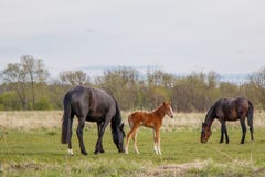 Ανοικτό καφέ foal και δύο σκοτεινά άλογα βόσκουν στο λιβάδι στοκ εικόνα Ανοικτό καφέ foal και δύο σκοτεινά άλογα βόσκουν στο λιβάδι στοκ εικόνα