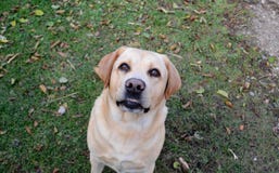 Αντιμέτωπο Smiley retriever του Λαμπραντόρ Liepaja, Λετονία στοκ εικόνα Αντιμέτωπο Smiley retriever του Λαμπραντόρ Liepaja, Λετονία στοκ εικόνα