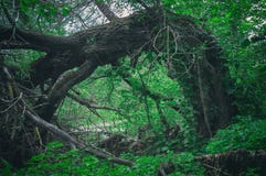 Ανώμαλο εκφοβίζοντας τρομακτικό πεσμένο μεγάλο δέντρο σε ένα πυκνό δάσος υπό μορφή πύλης Πόρτα εισόδων στο σκοτεινό δασικό αλσύλλ στοκ φωτογραφίες Ανώμαλο εκφοβίζοντας τρομακτικό πεσμένο μεγάλο δέντρο σε ένα πυκνό δάσος υπό μορφή πύλης Πόρτα εισόδων στο σκοτεινό δασικό αλσύλλ στοκ φωτογραφίες
