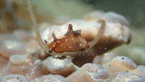 Απλυσία Parvula Nudibranch σε Anilao φιλιππινέζικο στοκ φωτογραφίες με δικαίωμα ελεύθερης χρήσης Απλυσία Parvula Nudibranch σε Anilao φιλιππινέζικο στοκ φωτογραφίες με δικαίωμα ελεύθερης χρήσης