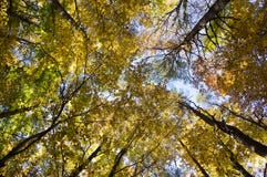 Αποβαλλόμενο δάσος οξιών και πεύκων κατά τη διάρκεια της ηλιόλουστης ημέρας φθινοπώρου, δονούμενα χρώματα φύλλων στους κλάδους, κ στοκ εικόνα με δικαίωμα ελεύθερης χρήσης Αποβαλλόμενο δάσος οξιών και πεύκων κατά τη διάρκεια της ηλιόλουστης ημέρας φθινοπώρου, δονούμενα χρώματα φύλλων στους κλάδους, κ στοκ εικόνα με δικαίωμα ελεύθερης χρήσης