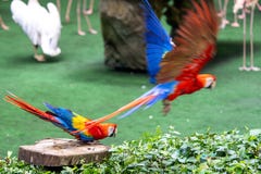 Απογείωση Macaw που πετά μακριά στοκ φωτογραφία με δικαίωμα ελεύθερης χρήσης Απογείωση Macaw που πετά μακριά στοκ φωτογραφία με δικαίωμα ελεύθερης χρήσης