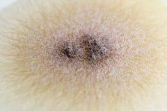 Αποικία Aspergillus του μύκητα στοκ φωτογραφίες Αποικία Aspergillus του μύκητα στοκ φωτογραφίες