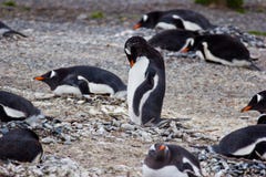 Αποικία Jackass penguin στη Νότια Αμερική στοκ φωτογραφία με δικαίωμα ελεύθερης χρήσης Αποικία Jackass penguin στη Νότια Αμερική στοκ φωτογραφία με δικαίωμα ελεύθερης χρήσης
