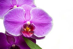 απομονωμένο orchid σκώρων στοκ εικόνες απομονωμένο orchid σκώρων στοκ εικόνες
