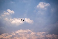 Απομονωμένο πουλί που πετά κάτω από τα σύννεφα στοκ εικόνα με δικαίωμα ελεύθερης χρήσης Απομονωμένο πουλί που πετά κάτω από τα σύννεφα στοκ εικόνα με δικαίωμα ελεύθερης χρήσης