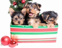 Απορρίματα των χαριτωμένων κουταβιών Yorkie σε ένα κιβώτιο δώρων για τα Χριστούγεννα στοκ φωτογραφία Απορρίματα των χαριτωμένων κουταβιών Yorkie σε ένα κιβώτιο δώρων για τα Χριστούγεννα στοκ φωτογραφία
