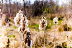 Αποσυνθέτοντας Bulrush λουλούδι στην όμορφη Βρετανική Κολομβία, Καναδάς στοκ εικόνες με δικαίωμα ελεύθερης χρήσης Αποσυνθέτοντας Bulrush λουλούδι στην όμορφη Βρετανική Κολομβία, Καναδάς στοκ εικόνες με δικαίωμα ελεύθερης χρήσης
