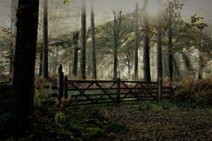 Απόκρυφο πιό forrest, μαγικό φως το φθινόπωρο πιό forrest Στοκ εικόνα με δικαίωμα ελεύθερης χρήσης Απόκρυφο πιό forrest, μαγικό φως το φθινόπωρο πιό forrest Στοκ εικόνα με δικαίωμα ελεύθερης χρήσης