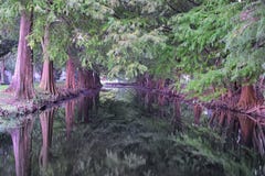 Απόψεις των δέντρων και των μοναδικών πτυχών φύσης που περιβάλλουν τη Νέα Ορλεάνη, συμπεριλαμβανομένης της απεικόνισης των λιμνών στοκ εικόνες με δικαίωμα ελεύθερης χρήσης Απόψεις των δέντρων και των μοναδικών πτυχών φύσης που περιβάλλουν τη Νέα Ορλεάνη, συμπεριλαμβανομένης της απεικόνισης των λιμνών στοκ εικόνες με δικαίωμα ελεύθερης χρήσης