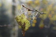 Αράχνη στο spiderweb Δροσιά πρωινού και φύλλο φθινοπώρου στοκ φωτογραφίες Αράχνη στο spiderweb Δροσιά πρωινού και φύλλο φθινοπώρου στοκ φωτογραφίες