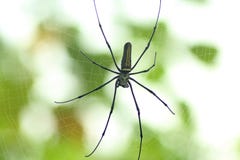 Αράχνη στον Ιστό στοκ φωτογραφίες με δικαίωμα ελεύθερης χρήσης Αράχνη στον Ιστό στοκ φωτογραφίες με δικαίωμα ελεύθερης χρήσης