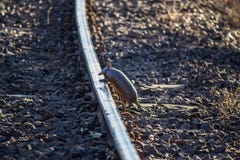 Αρμαδίλος που περπατά στη γραμμή στοκ φωτογραφίες Αρμαδίλος που περπατά στη γραμμή στοκ φωτογραφίες