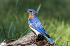 Αρσενικό ανατολικό Bluebird εσκαρφάλωσε στη σημύδα με τα φτερά που λάμπουν ζωντανά στο φως του ήλιου πρωινού στοκ εικόνες Αρσενικό ανατολικό Bluebird εσκαρφάλωσε στη σημύδα με τα φτερά που λάμπουν ζωντανά στο φως του ήλιου πρωινού στοκ εικόνες