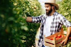 Αρσενικός αγρότης που επιλέγει τις φρέσκες ντομάτες από τον κήπο θερμοκηπίων του Στοκ φωτογραφίες με δικαίωμα ελεύθερης χρήσης Αρσενικός αγρότης που επιλέγει τις φρέσκες ντομάτες από τον κήπο θερμοκηπίων του Στοκ φωτογραφίες με δικαίωμα ελεύθερης χρήσης