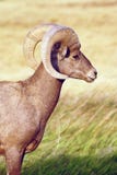 Αρσενικός κριός προβάτων Bighorn ερήμων άγριων ζώων υψηλός στοκ εικόνες με δικαίωμα ελεύθερης χρήσης Αρσενικός κριός προβάτων Bighorn ερήμων άγριων ζώων υψηλός στοκ εικόνες με δικαίωμα ελεύθερης χρήσης