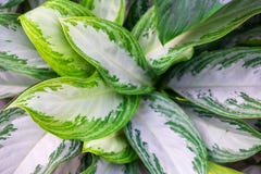 Ασημένια βασίλισσα Aglaonema με έναν μικρό αριθμό πράσινων περιοχών στα φύλλα, Dieffenbachia στοκ φωτογραφία Ασημένια βασίλισσα Aglaonema με έναν μικρό αριθμό πράσινων περιοχών στα φύλλα, Dieffenbachia στοκ φωτογραφία