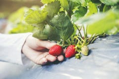 Ασιατική γυναίκα της Farmer που ελέγχει τη φράουλα στο οργανικό αγρόκτημα φραουλών στοκ φωτογραφίες με δικαίωμα ελεύθερης χρήσης Ασιατική γυναίκα της Farmer που ελέγχει τη φράουλα στο οργανικό αγρόκτημα φραουλών στοκ φωτογραφίες με δικαίωμα ελεύθερης χρήσης