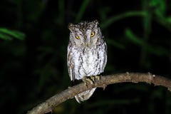 Ασιατική κουκουβάγια Scops στοκ εικόνες Ασιατική κουκουβάγια Scops στοκ εικόνες