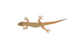 Ασιατικό hemidactylus Gecko σπιτιών που απομονώνεται στο άσπρο υπόβαθρο στοκ φωτογραφία με δικαίωμα ελεύθερης χρήσης Ασιατικό hemidactylus Gecko σπιτιών που απομονώνεται στο άσπρο υπόβαθρο στοκ φωτογραφία με δικαίωμα ελεύθερης χρήσης