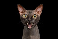 Αστεία γάτα Sphynx στο απομονωμένο μαύρο υπόβαθρο στοκ εικόνες Αστεία γάτα Sphynx στο απομονωμένο μαύρο υπόβαθρο στοκ εικόνες
