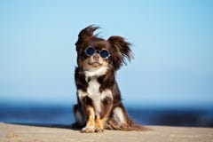 Αστείο σκυλί chihuahua στα γυαλιά ηλίου που κάθονται σε μια παραλία Αστείο σκυλί chihuahua στα γυαλιά ηλίου που κάθονται σε μια παραλία