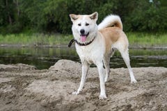 Αστείο όμορφο υγρό σκυλί ιαπωνικό Akita Inu σε ένα νησί της άμμου στον ποταμό το καλοκαίρι σε ένα φυσικό υπόβαθρο στοκ φωτογραφία με δικαίωμα ελεύθερης χρήσης Αστείο όμορφο υγρό σκυλί ιαπωνικό Akita Inu σε ένα νησί της άμμου στον ποταμό το καλοκαίρι σε ένα φυσικό υπόβαθρο στοκ φωτογραφία με δικαίωμα ελεύθερης χρήσης