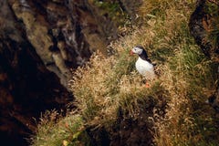 Ατλαντική συνεδρίαση Puffin στον απότομο βράχο, πουλί να τοποθετηθεί στην αποικία, αρκτικό γραπτό χαριτωμένο πουλί με το colouful στοκ εικόνες με δικαίωμα ελεύθερης χρήσης Ατλαντική συνεδρίαση Puffin στον απότομο βράχο, πουλί να τοποθετηθεί στην αποικία, αρκτικό γραπτό χαριτωμένο πουλί με το colouful στοκ εικόνες με δικαίωμα ελεύθερης χρήσης