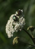 Αυξήθηκε Chafer κάνθαροι στο λουλούδι στοκ εικόνες Αυξήθηκε Chafer κάνθαροι στο λουλούδι στοκ εικόνες