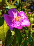 Αυξήθηκε primrose βÏÎ±Î´Î¹Î¿Ï Î® rosea oenothera ή αυξήθηκε του ÎœÎµÎ¾Î¹ÎºÎ¿Ï ÏƒÏ„Î¿Î½ κήπο στοκ εικόνα Αυξήθηκε primrose βÏÎ±Î´Î¹Î¿Ï Î® rosea oenothera ή αυξήθηκε του ÎœÎµÎ¾Î¹ÎºÎ¿Ï ÏƒÏ„Î¿Î½ κήπο στοκ εικόνα