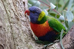 Αυστραλιανή συνεδρίαση ουράνιων τόξων parakeet σε ένα δέντρο στοκ φωτογραφία με δικαίωμα ελεύθερης χρήσης Αυστραλιανή συνεδρίαση ουράνιων τόξων parakeet σε ένα δέντρο στοκ φωτογραφία με δικαίωμα ελεύθερης χρήσης