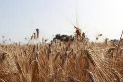 Αυτιά σίτου σε έναν τομέα σίτου στη Σικελία στοκ φωτογραφία με δικαίωμα ελεύθερης χρήσης Αυτιά σίτου σε έναν τομέα σίτου στη Σικελία στοκ φωτογραφία με δικαίωμα ελεύθερης χρήσης