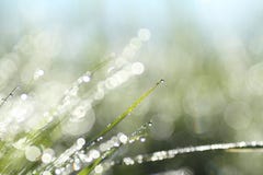 Αφηρημένο υπόβαθρο της λάμποντας δροσιάς πρωινού Αφηρημένο υπόβαθρο της λάμποντας δροσιάς πρωινού