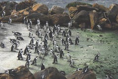 Αφρική μια μεγάλη αποικία Penguins στη συνομιλία στοκ φωτογραφίες Αφρική μια μεγάλη αποικία Penguins στη συνομιλία στοκ φωτογραφίες