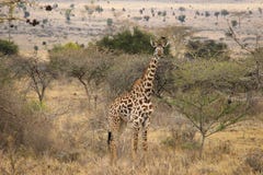 Αφρικανικά giraffes βόσκουν στη σαβάνα άγρια φύση της Αφρικής στοκ φωτογραφίες Αφρικανικά giraffes βόσκουν στη σαβάνα άγρια φύση της Αφρικής στοκ φωτογραφίες