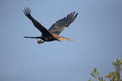 Αφρικανικό darter, rufa Anhinga Στοκ φωτογραφία με δικαίωμα ελεύθερης χρήσης