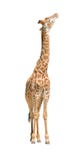 Αφρικανικό giraffe που αυξάνει το κεφάλι επάνω στη διακοπή στοκ εικόνα με δικαίωμα ελεύθερης χρήσης Αφρικανικό giraffe που αυξάνει το κεφάλι επάνω στη διακοπή στοκ εικόνα με δικαίωμα ελεύθερης χρήσης