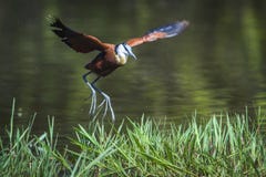 Αφρικανικό jacana στο εθνικό πάρκο Kruger, Νότια Αφρική στοκ εικόνα με δικαίωμα ελεύθερης χρήσης Αφρικανικό jacana στο εθνικό πάρκο Kruger, Νότια Αφρική στοκ εικόνα με δικαίωμα ελεύθερης χρήσης