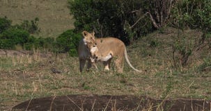 Αφρικανικό λιοντάρι, leo panthera, Cub μεταφοράς μητέρων στο στόμα του, πάρκο Masai Mara στην Κένυα, φιλμ μικρού μήκους Αφρικανικό λιοντάρι, leo panthera, Cub μεταφοράς μητέρων στο στόμα του, πάρκο Masai Mara στην Κένυα, φιλμ μικρού μήκους