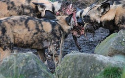 Αφρικανικό πακέτο σκυλιών κυνηγιού που τρώει την πάλη σφαγίων αλόγων στοκ εικόνα Αφρικανικό πακέτο σκυλιών κυνηγιού που τρώει την πάλη σφαγίων αλόγων στοκ εικόνα