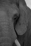 Αφρικανικός ελέφαντας του Μπους - africana Loxodonta στοκ εικόνες Αφρικανικός ελέφαντας του Μπους - africana Loxodonta στοκ εικόνες