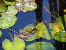 Βάτραχος στα φύλλα Lotus στοκ εικόνες Βάτραχος στα φύλλα Lotus στοκ εικόνες
