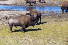 Βίσωνες στο εθνικό πάρκο Yellowstone, Ουαϊόμινγκ, ΗΠΑ στοκ φωτογραφία με δικαίωμα ελεύθερης χρήσης Βίσωνες στο εθνικό πάρκο Yellowstone, Ουαϊόμινγκ, ΗΠΑ στοκ φωτογραφία με δικαίωμα ελεύθερης χρήσης